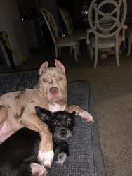 Reunited Female Dog last seen Bayshore gas station , Port St. Lucie, FL 34983