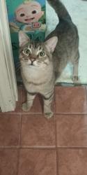 Reunited Male Cat last seen Chestnut Ave South sf, South San Francisco, CA 94080