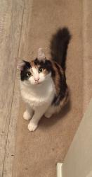 Lost Female Cat last seen Deer Creek Plantation, Jacksonville, FL 32218