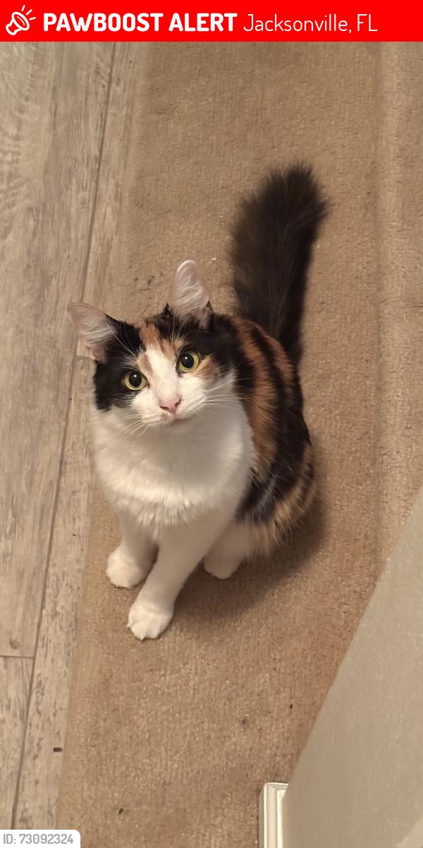 Lost Female Cat last seen Deer Creek Plantation, Jacksonville, FL 32218