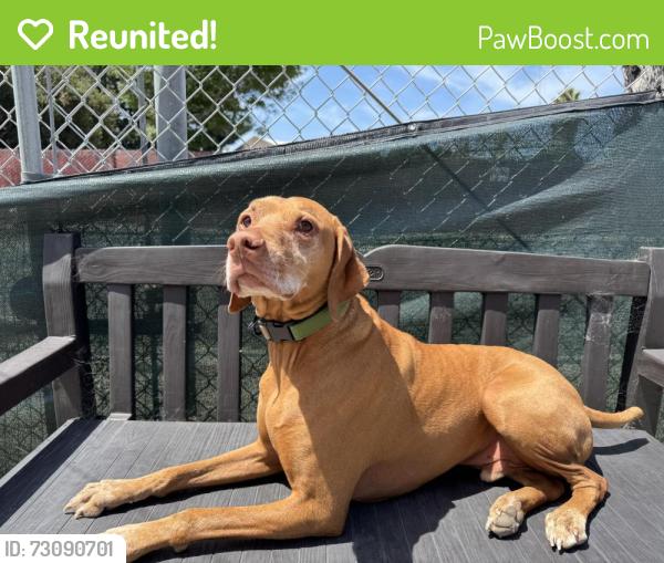 Reunited Male Dog last seen Anchor point drive Richmond ca , Richmond, CA 94804