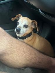 Reunited Male Dog last seen Treadway School Rd and Radio Rd, Leesburg, FL 34788