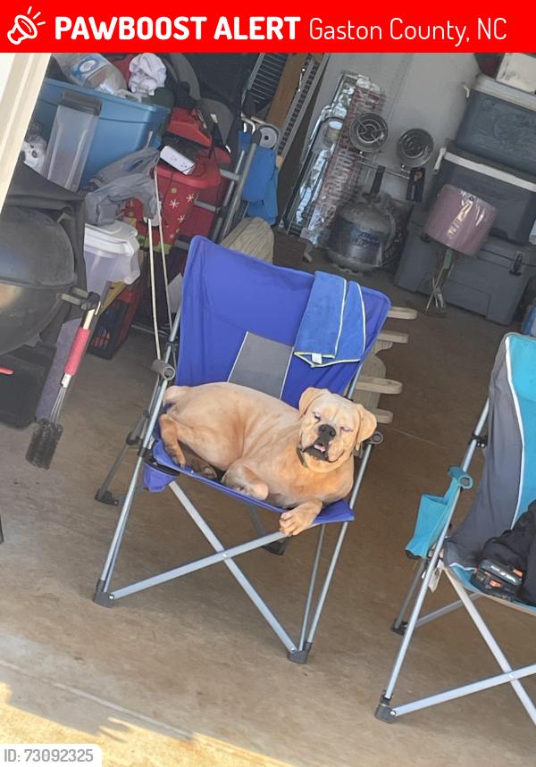 Lost Female Dog last seen County way dr, Gaston County, NC 28092