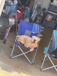 Lost Female Dog last seen County way dr, Gaston County, NC 28092