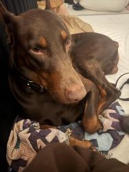 Lost Male Dog last seen Southside ballroom, Dallas, TX 75215