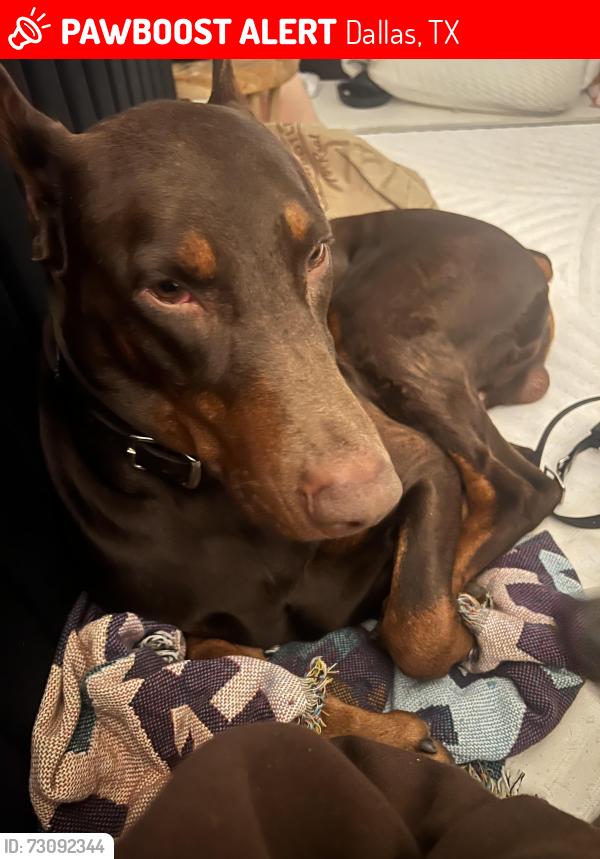 Lost Male Dog last seen Southside ballroom, Dallas, TX 75215