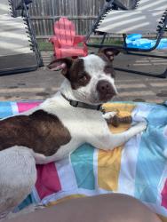 Lost Male Dog last seen Evan drive and hermalinda, Denton, TX 76207
