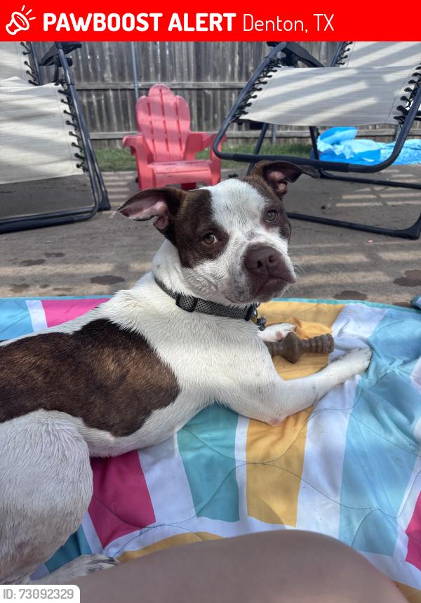 Lost Male Dog last seen Evan drive and hermalinda, Denton, TX 76207
