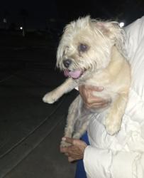 Found/Stray Male Dog last seen Santa cora park, Chula Vista, CA 91913