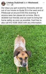 Reunited Female Dog last seen Closest cross street Rydal St x Mueller Ave, Pittsburgh, PA 15205