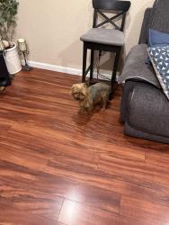 Found/Stray Unknown Dog last seen Algen Ave Modesto ca, Modesto, CA 95358