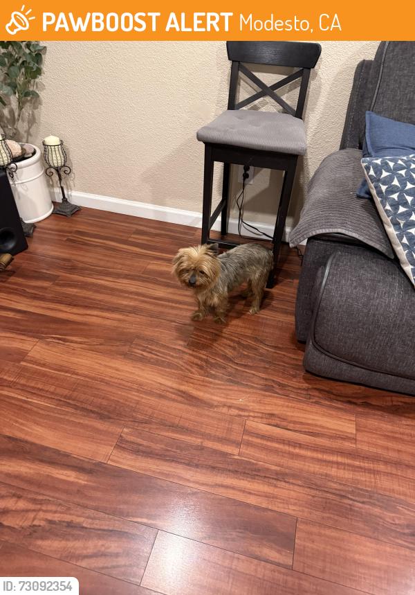 Found/Stray Unknown Dog last seen Algen Ave Modesto ca, Modesto, CA 95358