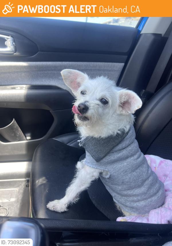 Found/Stray Female Dog last seen 82nd Ave, Oakland, CA 94605