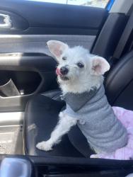 Found/Stray Female Dog last seen 82nd Ave, Oakland, CA 94605