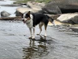 Lost Male Dog last seen Gaskins, Richmond, VA 23238