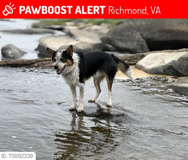 Lost Male Dog last seen Gaskins, Richmond, VA 23238