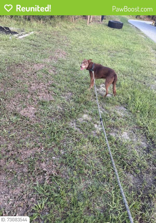 Reunited Male Dog last seen Across the street from space coast high school , Cocoa, FL 32927