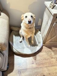 Lost Female Dog last seen Bowden Grove area, Lineville, AL 36266