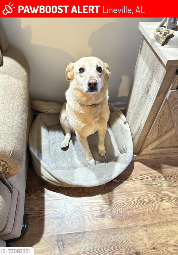 Lost Female Dog last seen Bowden Grove area, Lineville, AL 36266