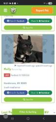 Lost Female Dog last seen Van Dornum Ave and Pabco, Henderson, NV 89011