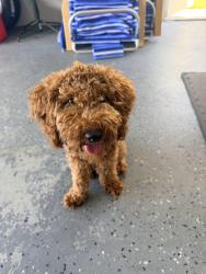 Lost Male Dog last seen Dartmouth, Holiday, FL 34690