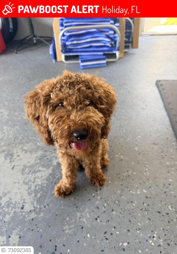 Lost Male Dog last seen Dartmouth, Holiday, FL 34690