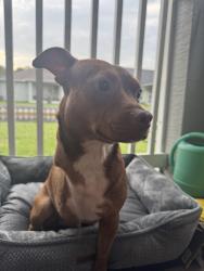 Reunited Male Dog last seen Town W Blvd, Port Orange, FL 32128, USA, Port Orange, FL 32128