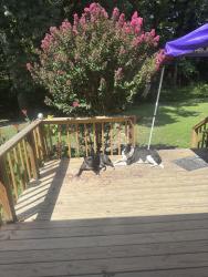 Lost Female Dog last seen Walmart, Fayetteville, NC 28314