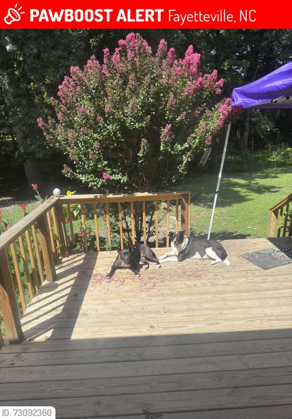 Lost Female Dog last seen Walmart, Fayetteville, NC 28314