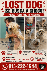 Lost Male Dog last seen La luz and Montana, El Paso, TX 79903