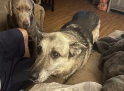 Reunited Female Dog last seen Hummel Ave 9th street , Lemoyne, PA 17043