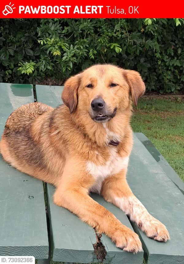 Lost Female Dog last seen 4th st tulsa ok, Tulsa, OK 74127
