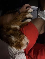 Reunited Male Dog last seen Northcutt Stadium, Marietta, GA 30064