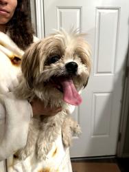 Found/Stray Female Dog last seen Butch cassidy, Lytle, TX 78052