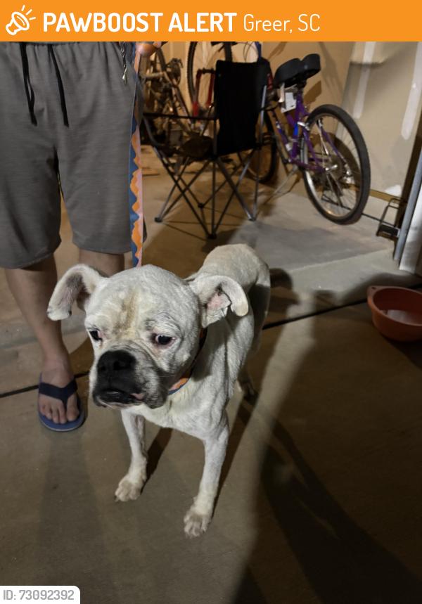 Found/Stray Male Dog last seen Tryon, Greer, SC 29651