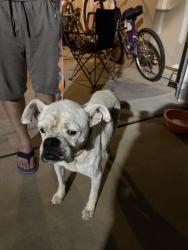 Found/Stray Male Dog last seen Tryon, Greer, SC 29651