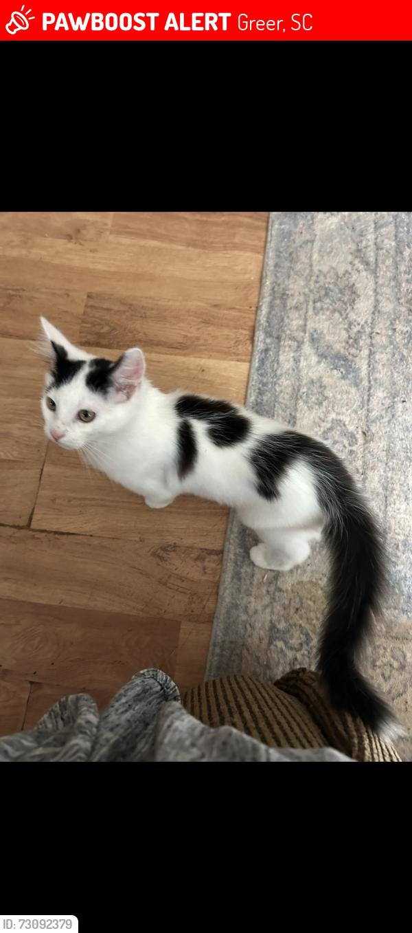 Lost Male Cat last seen Lake Robinson, Southwind Way Rd, Greer, SC 29687
