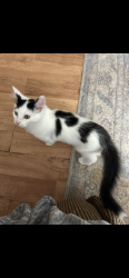 Lost Male Cat last seen Lake Robinson, Southwind Way Rd, Greer, SC 29687