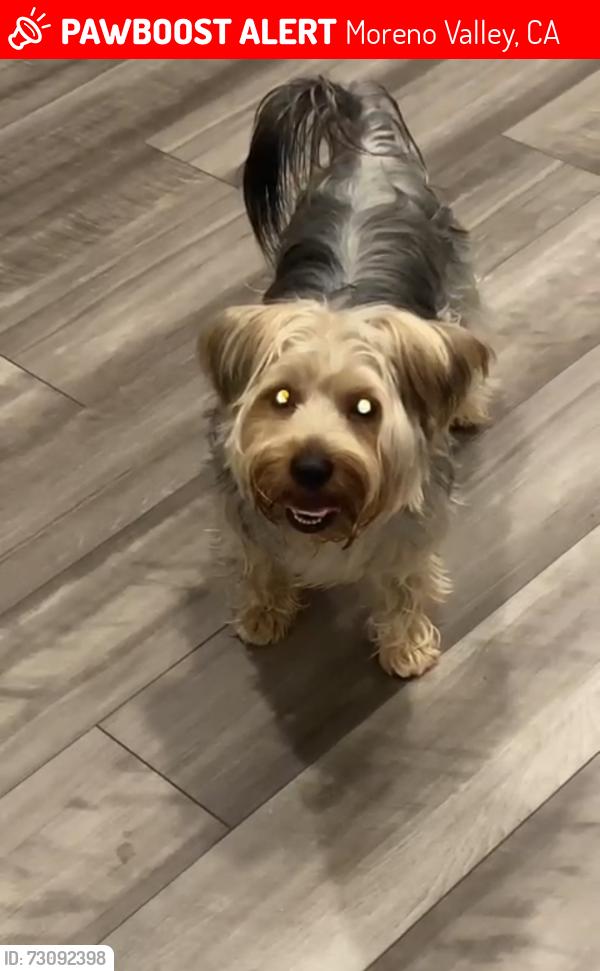 Lost Male Dog last seen Indian and ironwood, Moreno Valley, CA 92553