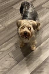 Lost Male Dog last seen Indian and ironwood, Moreno Valley, CA 92553
