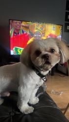 Lost Male Dog last seen Viejo Elementary, Mission Viejo, CA 92691