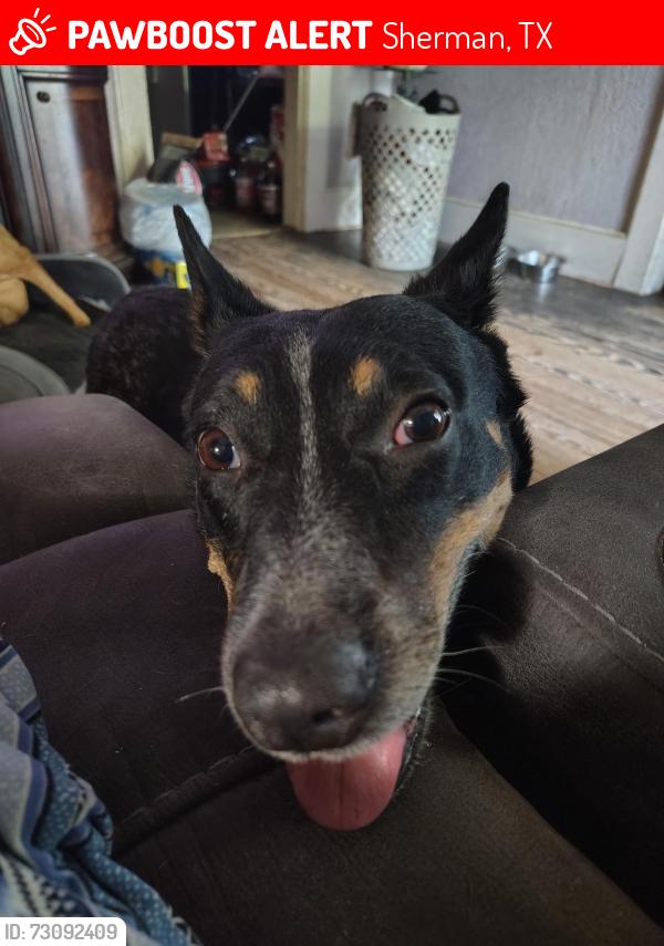 Lost Female Dog last seen Broughton and Evergreen St, Sherman, TX 75090