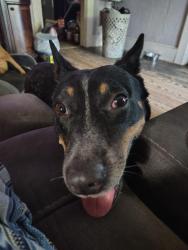 Lost Female Dog last seen Broughton and Evergreen St, Sherman, TX 75090
