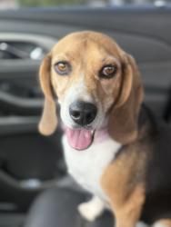 Found/Stray Female Dog last seen Alamo and Texas Avenue, Simi Valley, CA 93065