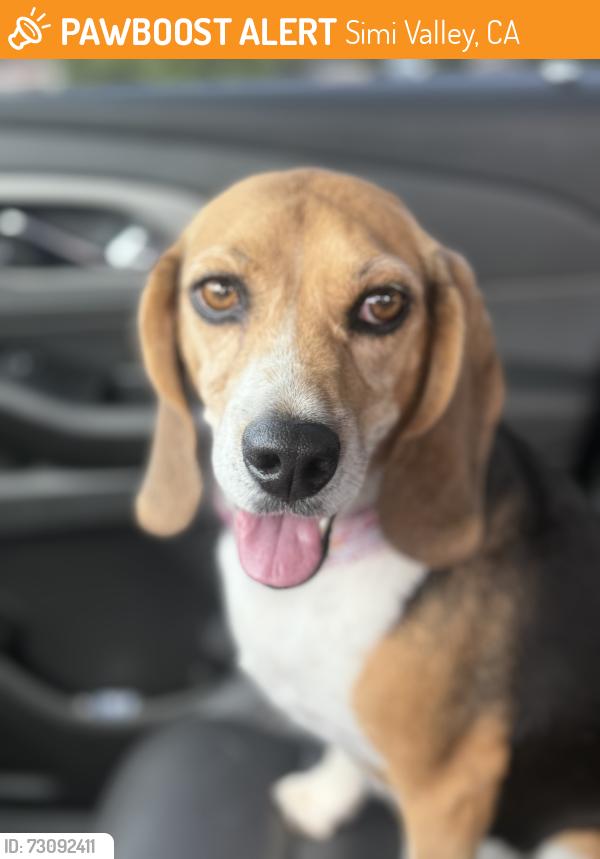 Found/Stray Female Dog last seen Alamo and Texas Avenue, Simi Valley, CA 93065