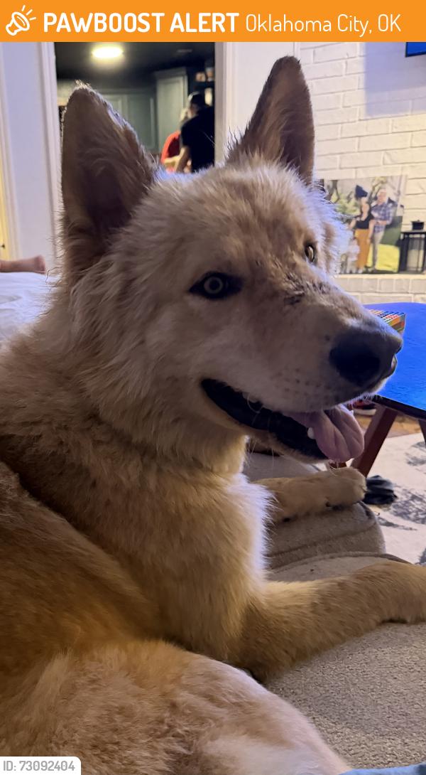 Found/Stray Unknown Dog last seen Main Street area of Warr Acres, Oklahoma City, OK 73122