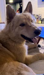 Found/Stray Unknown Dog last seen Main Street area of Warr Acres, Oklahoma City, OK 73122