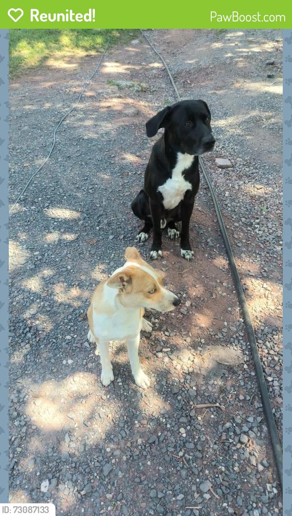 Reunited Male Dog last seen Along 895 between east pheasant run Rd and River rd, Drehersville, PA 17961