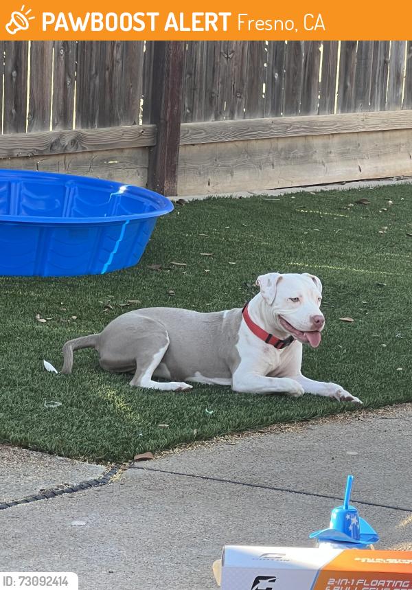 Found/Stray Female Dog last seen Fresno, Fresno, CA 93721