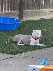 Found/Stray Female Dog last seen Fresno, Fresno, CA 93721